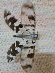 Lachlathetes moestus