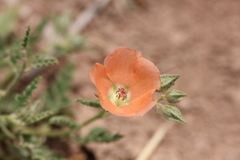 Sphaeralcea hastulata