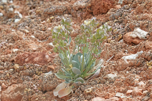 Physaria newberryi ssp. newberryi
