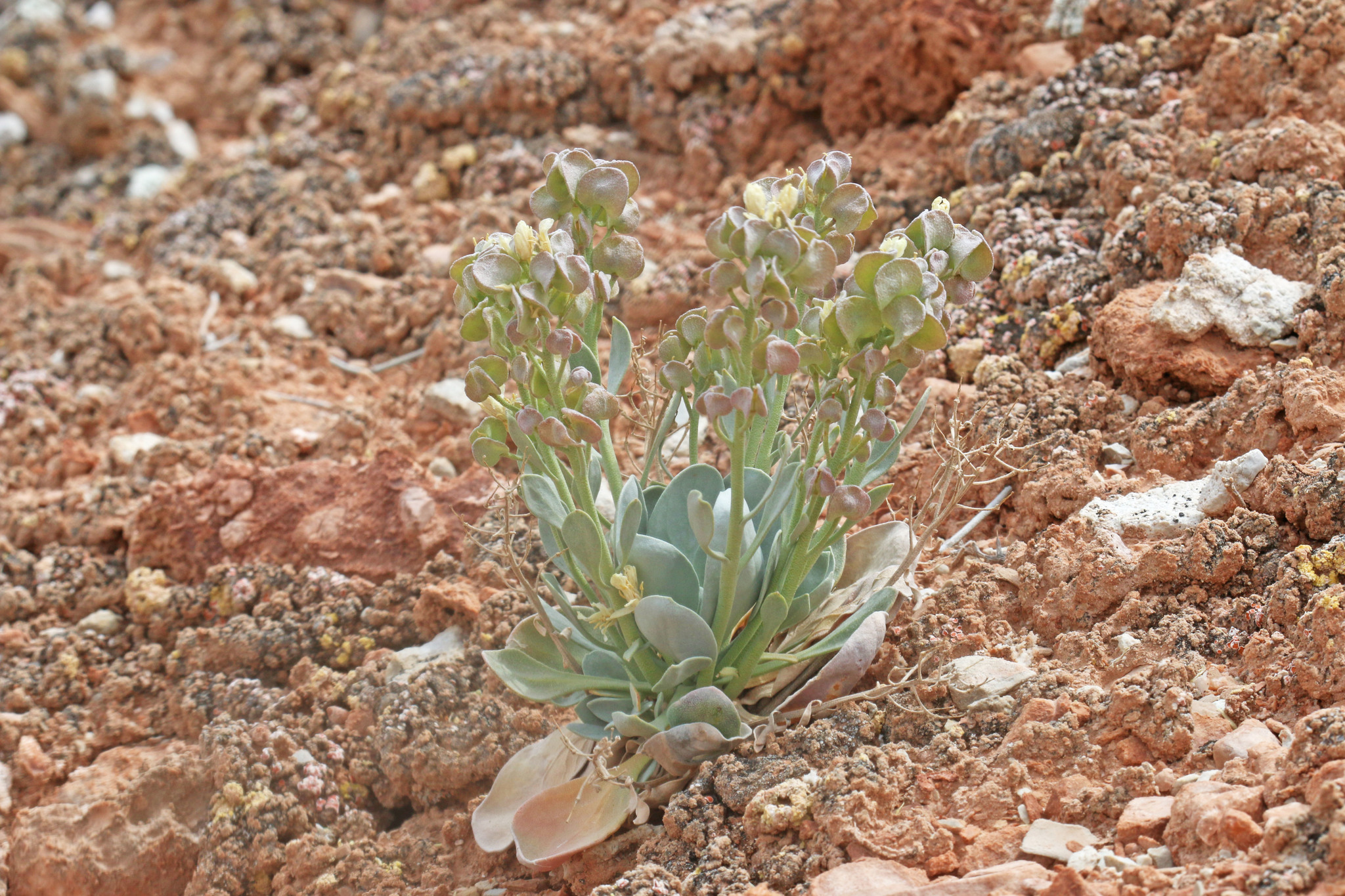Physaria newberryi ssp. newberryi