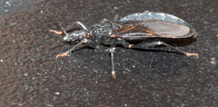 Triatoma protracta
