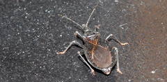 Triatoma protracta