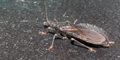 Triatoma protracta