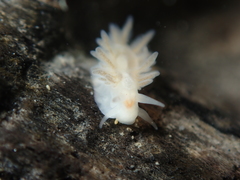 Fiona pinnata