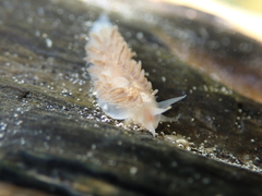 Fiona pinnata