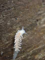 Fiona pinnata