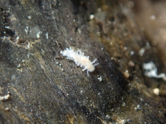 Fiona pinnata