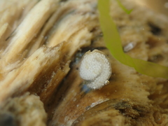Fiona pinnata