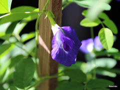 Clitoria ternatea