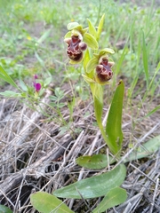 Ophrys umbilicata flavomarginata