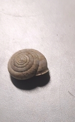 Aegista