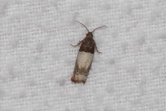 Epiblema tripartitana