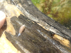 Fiona pinnata
