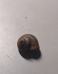 Cyclophorus martensianus