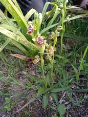 Ophrys umbilicata flavomarginata