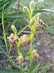 Ophrys umbilicata flavomarginata