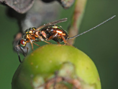 Torymus erucarum