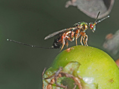 Torymus erucarum