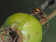 Torymus erucarum
