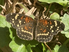 Anthanassa texana seminole