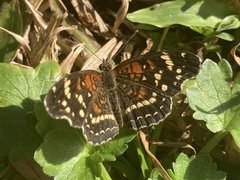 Anthanassa texana seminole