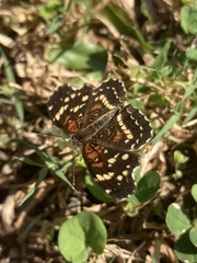 Anthanassa texana seminole