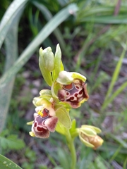 Ophrys umbilicata flavomarginata