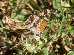 Anthanassa texana seminole