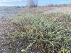 Plagiobothrys canescens