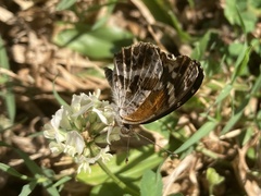 Anthanassa texana seminole