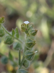 Plagiobothrys canescens