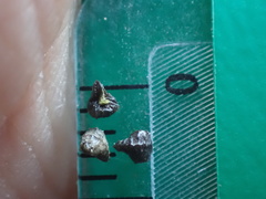 Plagiobothrys canescens