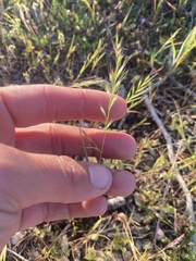 Festuca microstachys