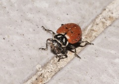 Hippodamia convergens