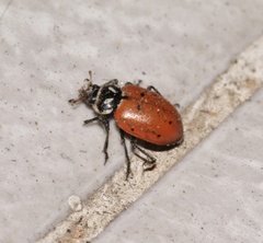 Hippodamia convergens