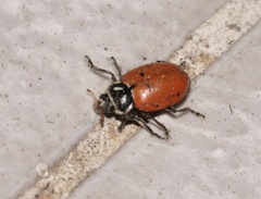 Hippodamia convergens