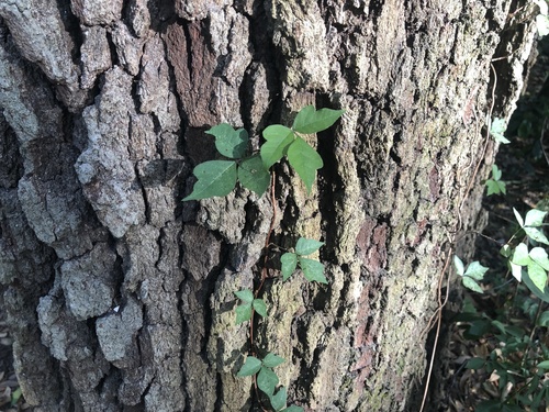 Toxicodendron radicans image
