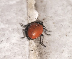 Hippodamia convergens