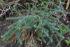 Linum monogynum monogynum