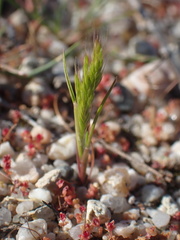 Festuca octoflora