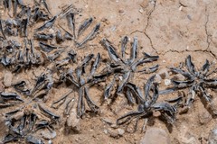 Astragalus tribuloides