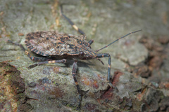 Brochymena affinis