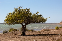 Sarcomphalus amole