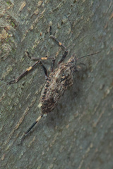 Brochymena affinis