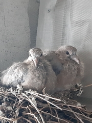 Streptopelia senegalensis