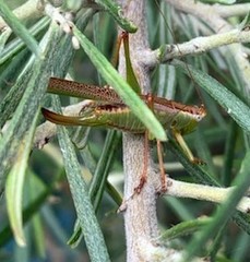 Conocephalomima barameda
