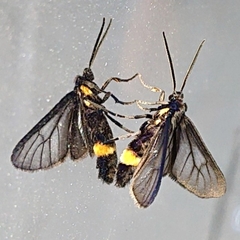 Psichotoe duvaucelii