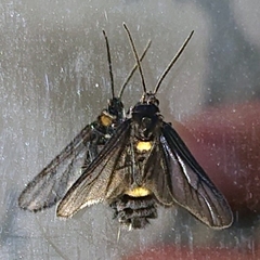 Psichotoe duvaucelii