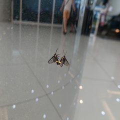 Psichotoe duvaucelii