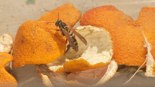 Asian Paper Wasp